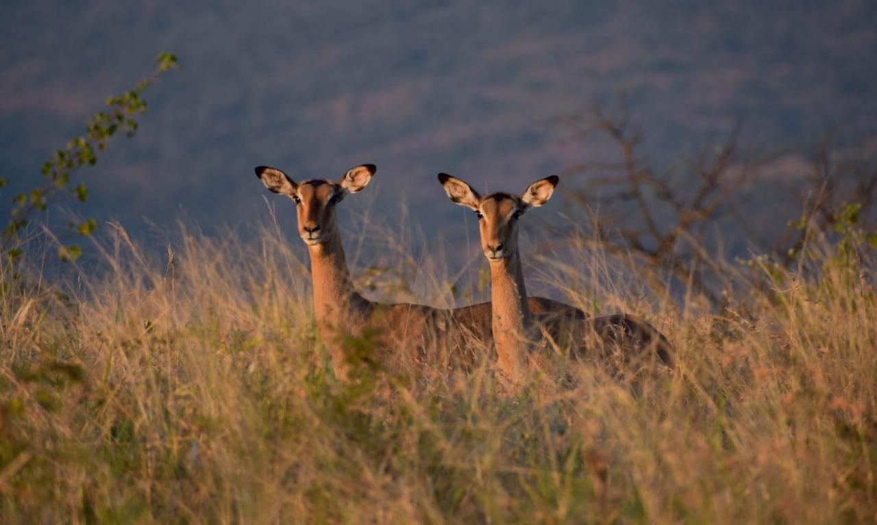 African Spirit Game Lodge Mkuze Esterno foto